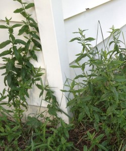 Mint planted near a house to repel ants