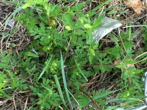 Common North American Ragweed