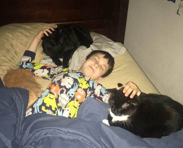 kid petting two cats at once in bed