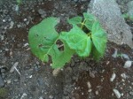 slug damaged green beans